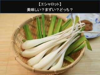 【エシャロット】美味しい？まずい？どっち？人気アンケートで好き嫌いの割合調査！