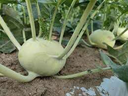 【コールラビ】の特徴・魅力