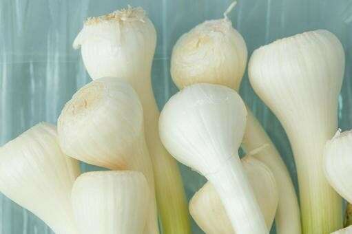 エシャレットの魅力