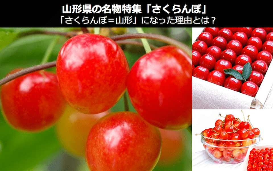 「さくらんぼ＝山形」になった理由とは？様々な条件が奇跡的に重なった！｜山形県 名物・お土産