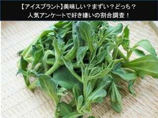 【アイスプラント】美味しい？まずい？どっち？