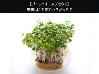 【ブロッコリースプラウト】美味しい？まずい？どっち？