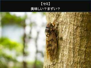 【セミ】美味しい？まずい？