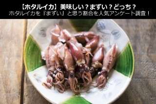 【ホタルイカ】好き？嫌い？どっち？ホタルイカを『まずい』と思う割合を人気アンケート調査！