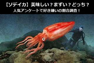 【ソデイカ】美味しい？まずい？どっち？