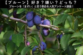 【プルーン】好き？嫌い？どっち？プルーンを『まずい』と思う割合を人気アンケート調査！