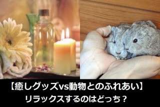 【癒しグッズvs動物とのふれあい】リラックスするのはどっち？人気アンケートで比較調査！