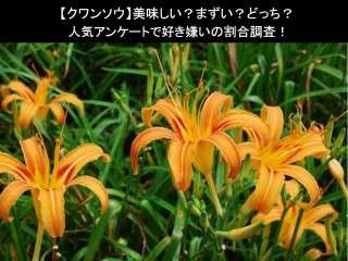 【クワンソウ】美味しい？まずい？どっち？