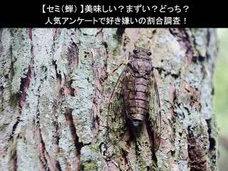 【セミ（蝉）】美味しい？まずい？どっち？