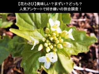 【花わさび】美味しい？まずい？どっち？