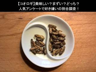 【コオロギ】美味しい？まずい？どっち？