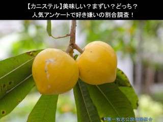 【カニステル】美味しい？まずい？どっち？